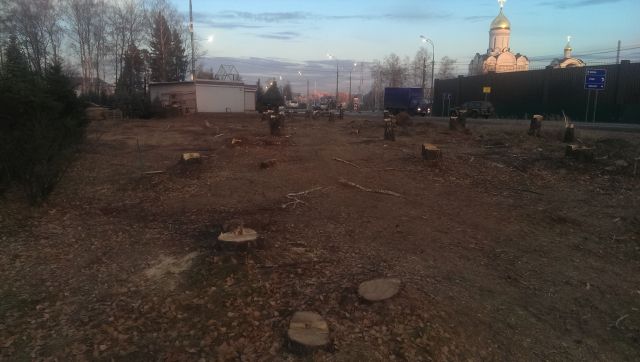 Экологический скандал на Рублевке с вырубкой леса  - фото 4