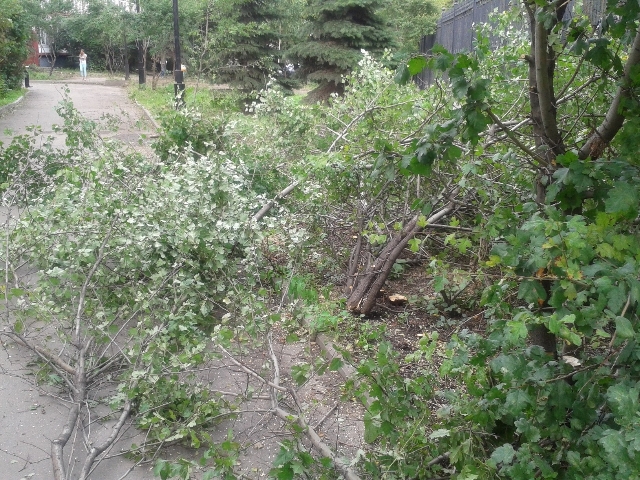 14 млн. штрафа за незаконную вырубку деревьев на Крымском валу  - фото 3