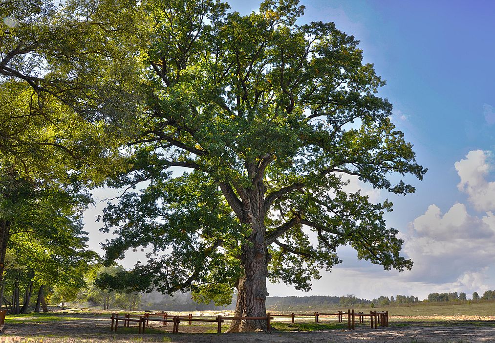 Брянский Партизанский дуб может стать главным деревом страны - фото 1