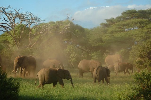 О Пути и вечности...Слоны Килиманджаро - фото 5