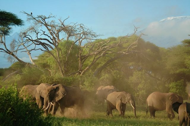 О Пути и вечности...Слоны Килиманджаро - фото 8