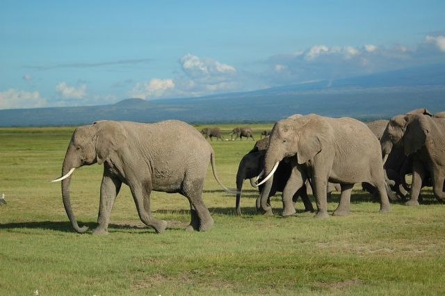 О Пути и вечности...Слоны Килиманджаро - фото 13