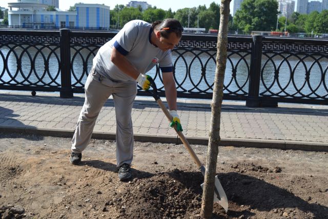  Вязы на набережной Тараса Шевченко - фото 117