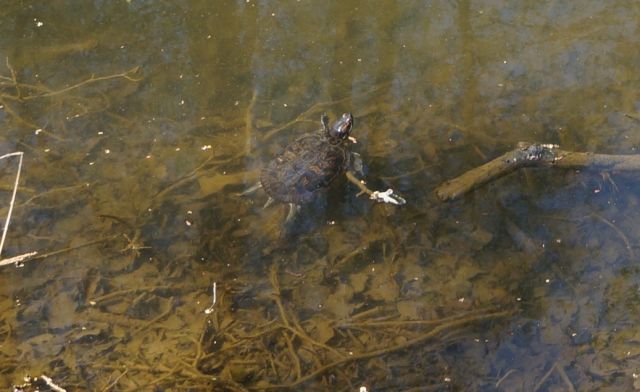 Внимание. Кузьминские пруды. Красноухая черепаха в Кузьминских прудах - фото 2