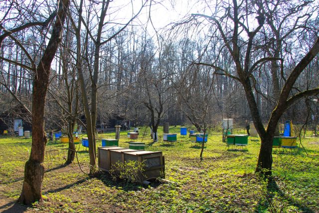 Московским пчелам комфортные условия проживания - фото 2