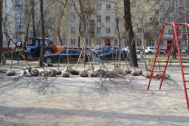Миллион деревьев 2016. Старт в Москве и далее везде - фото 18