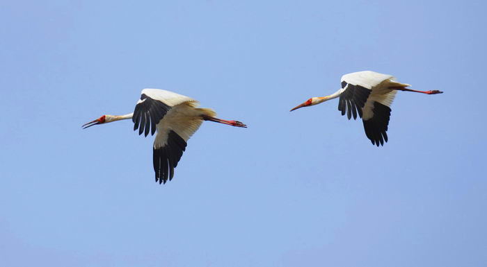 grus leucogeranus 04