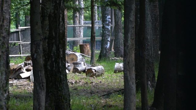    Экологи будут добиваться прекращения вырубки леса в Красногорском районе    - фото 4