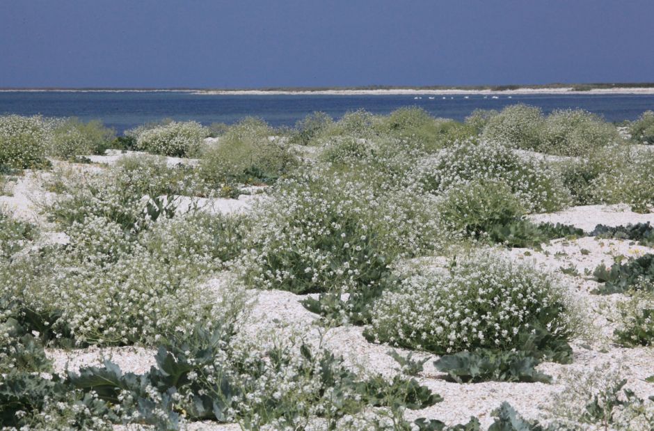 Остров бирючий на азовском море карта