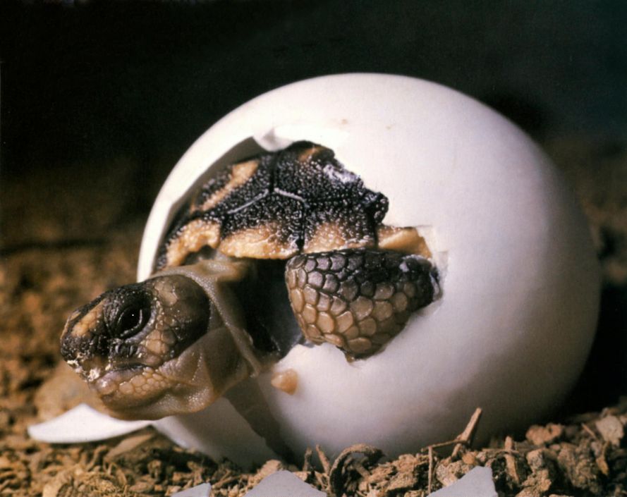 Какие животные не откладывают яйца. Среднеазиатская черепаха откладывает яйца. Болотная черепаха откладывает яйца. Индийская звездчатая черепаха яйца. Черепашки высиживают яйца.