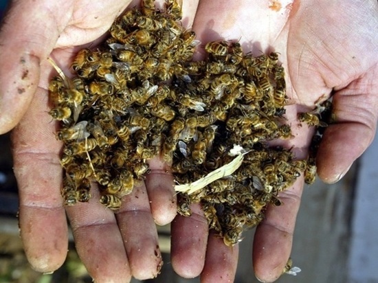 Кто спасёт российское пчеловодство... Что скажет профессор Сокольский?... (2) - фото 2