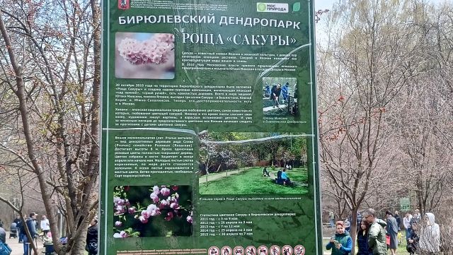 Сакура в бирюлевском дендропарке на схеме