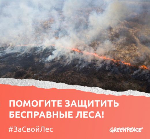 Зачем государство вынуждает людей сжигать леса? - фото 1