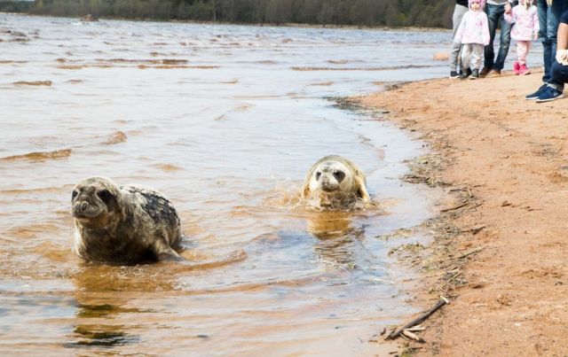 Троих тюленей выпустили в Финский залив. Они были непростыми пациентами: фото - фото 1