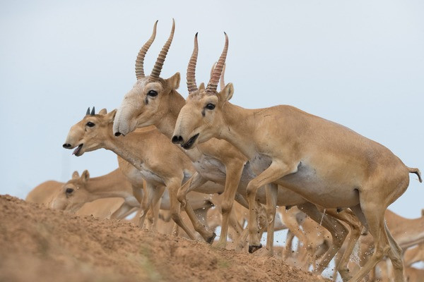 WWF России подвел итоги оценки численности сайгака по инновационной методике - фото 2