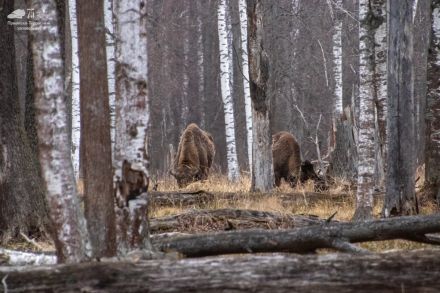 Подарок ко Дню Земли от семьи зубров  - фото 4