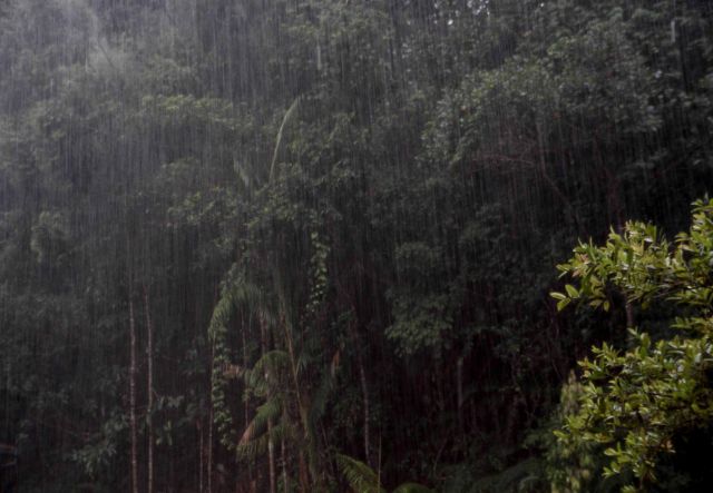  Василий Климов в своем "Окне в мир" расскажет о Синхараджи - древнем лесе на Шри Ланке - фото 1