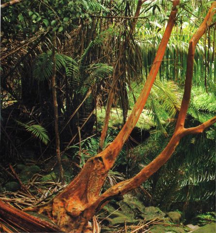  Василий Климов в своем "Окне в мир" расскажет о Синхараджи - древнем лесе на Шри Ланке - фото 2