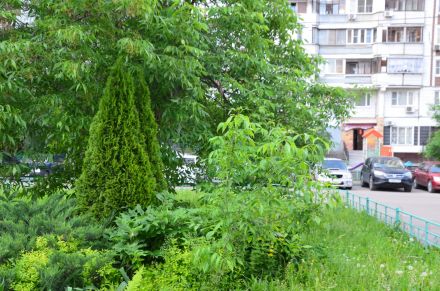 Министерство экологии и природопользования Московской области: всероссийская программа «Деревья – памятники живой природы» отмечает 10-летний юбилей - фото 4