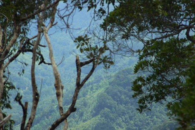 Василий Климов в своем "Окне в мир" расскажет о Синхараджи - древнем лесе на Шри Ланке - фото 16