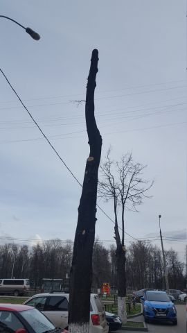 Нижний Новгород: "Наш Дом" привлекут за варварское кронирование - фото 4