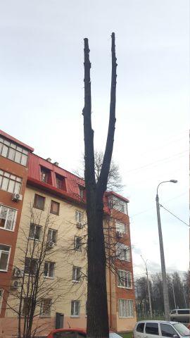 Нижний Новгород: "Наш Дом" привлекут за варварское кронирование - фото 2