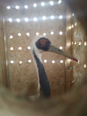 Даурского журавля выпустили в дикую природу после реабилитации - фото 3