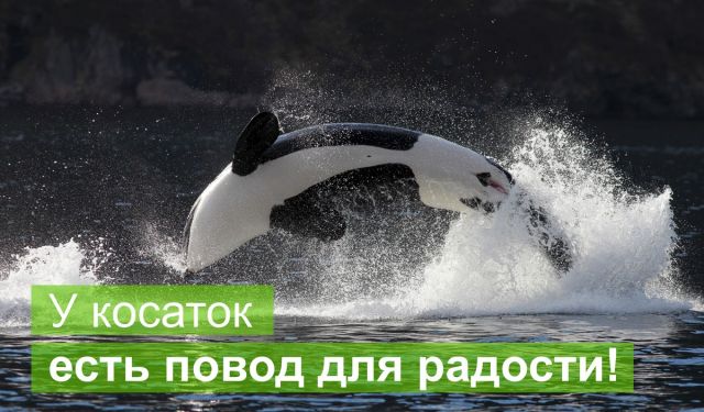 Ура! Косатки будут в Красной книге! - фото 1