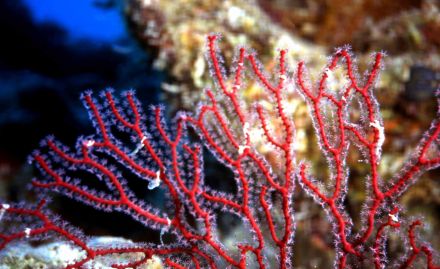 Кораллы и водоросли. Что о них расскажет Василий Климов? - фото 8