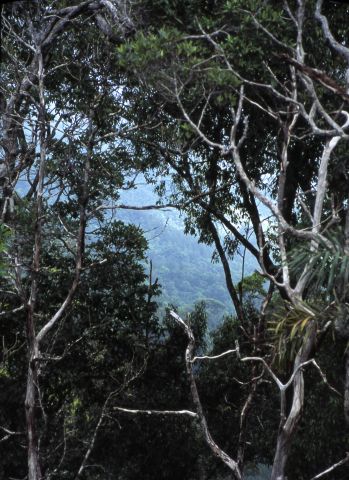  Василий Климов в своем "Окне в мир" расскажет о Синхараджи - древнем лесе на Шри Ланке - фото 6
