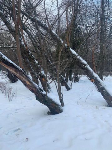 На природных территориях Москвы удаляют аварийные и сухостойные деревья - фото 5