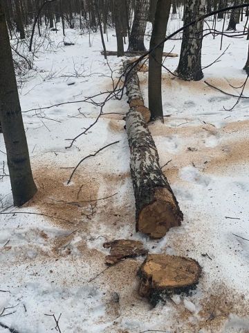 На природных территориях Москвы удаляют аварийные и сухостойные деревья - фото 4