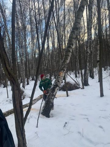 На природных территориях Москвы удаляют аварийные и сухостойные деревья - фото 3