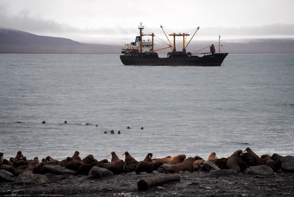 Промысел минтая в Чукотском море может угрожать уязвимым арктическим экосистемам - фото 2