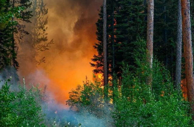 Эксперт ОНФ вскрыл связь лесных пожаров с незаконными вырубками - фото 2