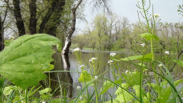 В Волгоградском регионе реализуется проект по очистке Волги - фото 2