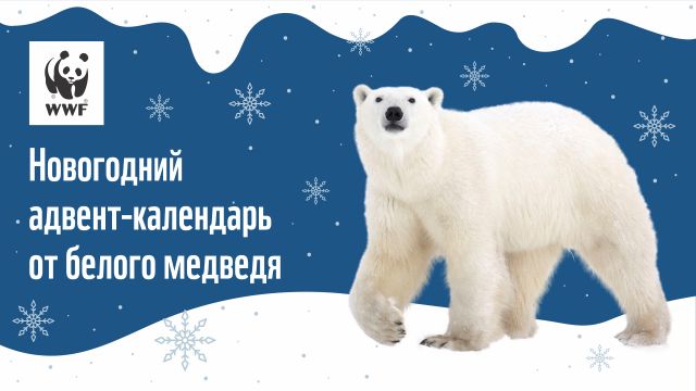 WWF России предоставил он-лайн адвент-календарь в защиту белого медведя - фото 2