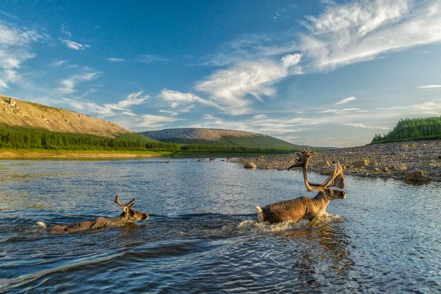 Численность дикого северного оленя на Таймыре сократилась до 250 тысяч - фото 2