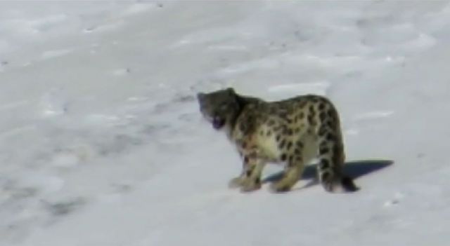 WWF: редчайшее видео снежного барса сняли в Горном Алтае обычной видеокамерой   - фото 2