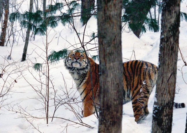 Количество тигров на планете определят к Тигриному саммиту во Владивостоке - фото 1