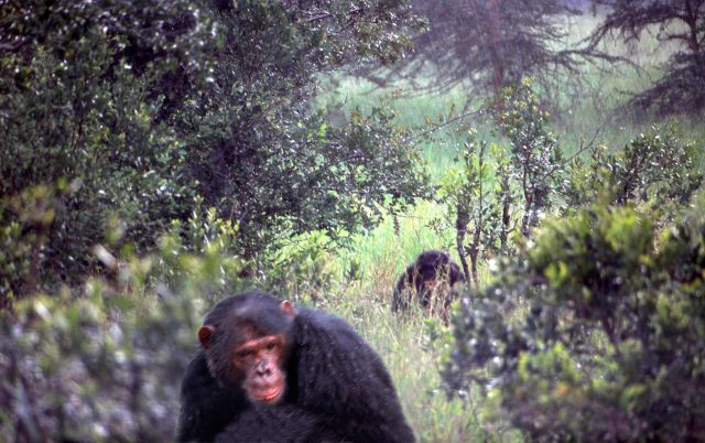 Василий Климов и его окно в природу. Сегодня в нем наши родичи- шимпанзе - фото 14