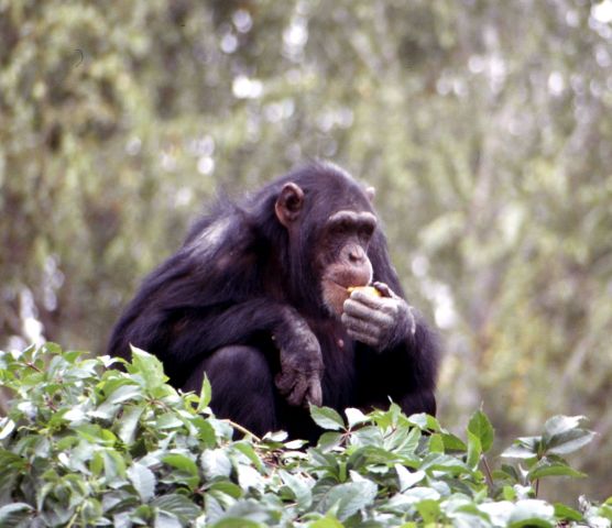 Василий Климов и его окно в природу. Сегодня в нем наши родичи- шимпанзе - фото 9