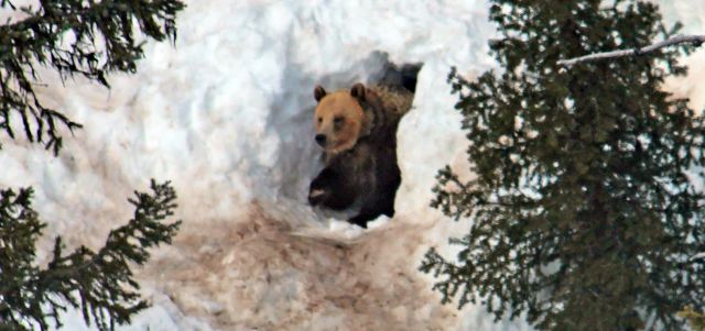 Василий Климов, его окно в природу, а там бурый медведь - фото 6