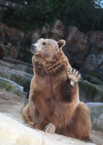 Василий Климов, его окно в природу, а там бурый медведь - фото 2