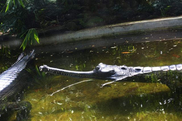 Окно в природу Василия Климова. Священная рептилия в священной реке - фото 6