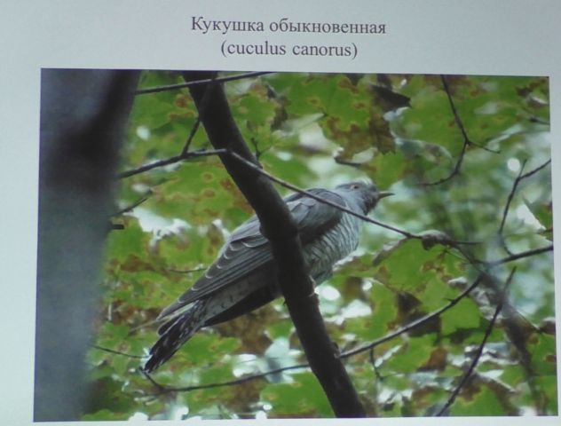 Птицы Подольска, Даниил Давыдов, библиотека "Светловка" - фото 10