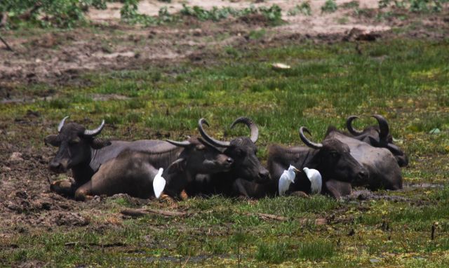 Василий Климов со своим окном в природу. А там сегодня цапли, антилопы и буйволиные скворцы - фото 9