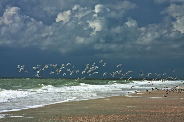 Азов, шторм и чайки в окне в природу Василия Климова - фото 2