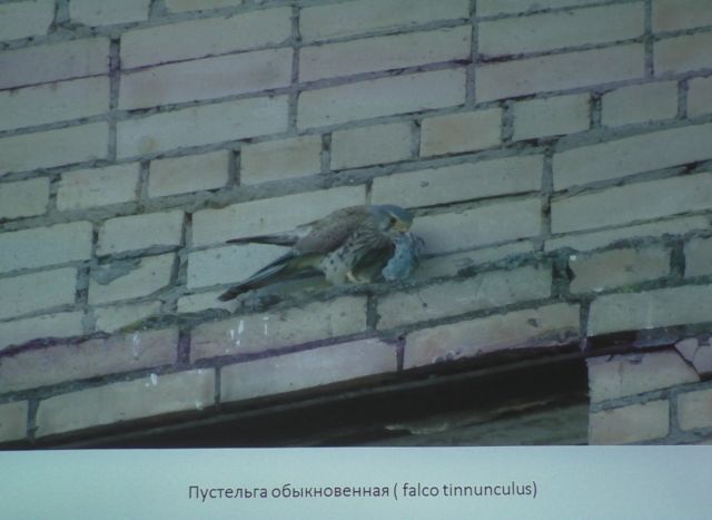 "Птицы Подольска" - тема исследования Даниила Давыдова - фото 6