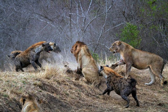 Львы и гиены в окне в мир Василия Климова - фото 6
